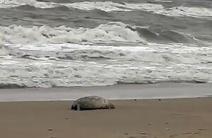 На каспийском побережье обнаружено более 700 мертвых краснокнижных тюленей