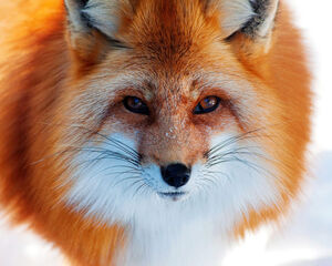 17 фактов о лисах: повадки, бескровная охота и лисы в человеческом обличье