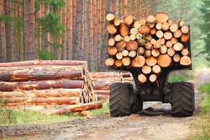 В Швеции разработали технологию добычи энергии из полусухой древесины
