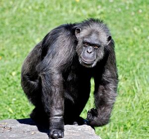 Кто сильнее: человек или шимпанзе? 10 интересных фактов о шимпанзе