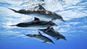 25 ошеломительных фактов о дельфинах и их способностях