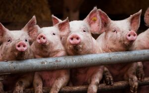 10 свинских фактов, которых вы не знали