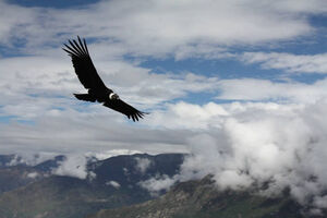 Крупнейшая в мире птица может пролететь 160 км, ни разу не взмахнув крыльями (2 фото)