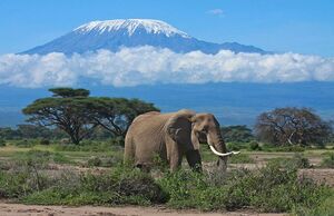 Килиманджаро — сверкающая гора Африки. Куда исчезли ее снега?