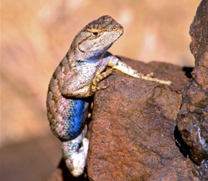 Украшенная древесная ящерица: У этих рептилий 9 разновидностей самцов и 2 разновидности самок. У всех разный характер и поведение