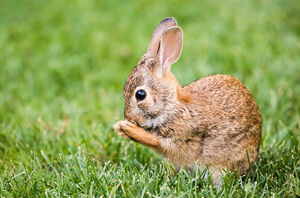 Новоанглийский кролик: Ушастый неудачник, который пострадал от людей, растений и даже других кроликов! Из-за них он почти полностью исчез!