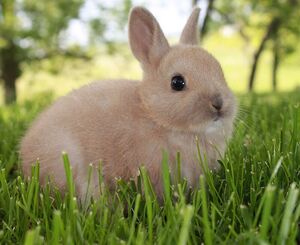Нидерландский карликовый кролик: Когда селекция идёт с упором на милоту. Но если взять такого кролика, то проблем не оберёшься