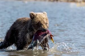 Видео: медвежонок выпросил у человека рыбу, чтобы накормить свою мать  ﻿