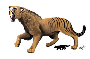 Махайрод лахайисхупап: Одна из крупнейших кошек в истории Земли и наглядная методика работы палеонтологов