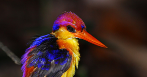 Почему птицы такие яркие? 3 способа, которые используют пернатые, чтобы обмануть наше зрение
