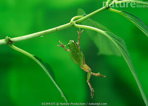 Японская лесная лягушка: Выдерживает заморозку до –35 в течение 120 дней. Меняет цвет, летала в космос. Вообще чудо, а не лягушка!