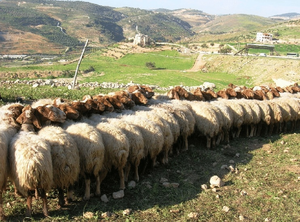 Авасси: Пустыня взрастила овец-рекордсменов. 1300 кг молока за лактацию. В чём же их секрет?