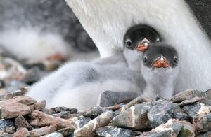 Видео: реакция пингвиненка, который впервые встретил человека