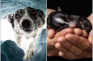 12 классных снимков с премии фотографов, которые снимают собак  ﻿