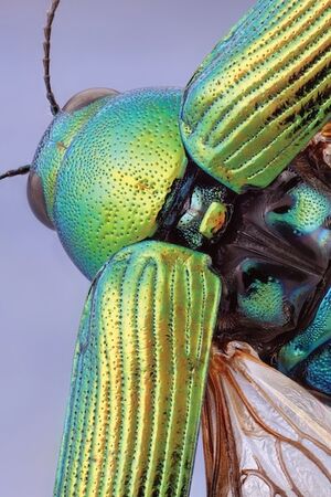 Эти потрясающие снимки насекомых крупным планом показывают ошеломляющую сложность ошибок