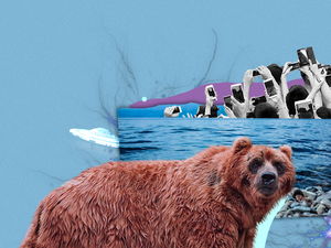 Медведи, НЛО и нерпы: 5 поводов не ехать на Байкал