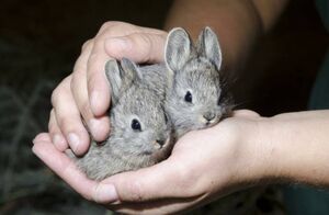 Как выглядят самые маленькие кролики планеты