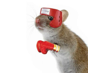 Нокаутные мыши: ГМО мыши, из которых учёные «выбили» ДНК. Благодаря им мы больше знаем о наших болезнях и зависимостях