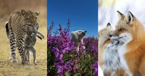 25 претендентов на победу конкурса «Лучший фотограф дикой природы 2022 года» по версии зрителей