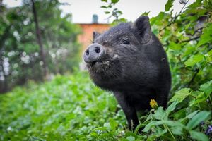 Вьетнамские вислобрюхие свиньи — преимущества породы и особенности содержания