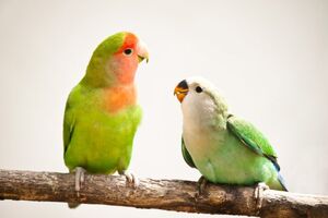Попугаи-неразлучники: птицы, которые умеют любить