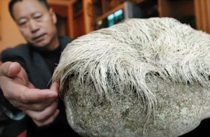 «Волосатый» камень в Китае