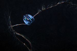 Яйцевидная мертензия: Призрак северного океана. Не похожее ни на что животное, которому уже более 500 млн лет