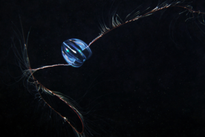 Яйцевидная мертензия: призрак северного океана. Не похожее ни на что животное, которому уже более 500 млн лет