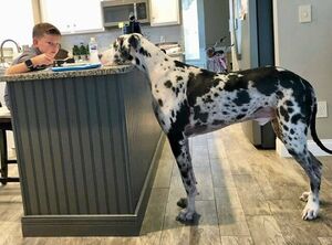 Фотографии немецких догов, показывающие, насколько огромны собаки этой породы