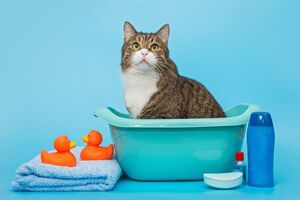 Как помыть кошку и остаться в живых, инструкция и лайфхаки