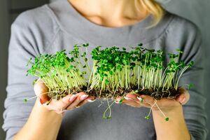 5 причин вырастить микрозелень самостоятельно: вкусно, полезно, интересно!