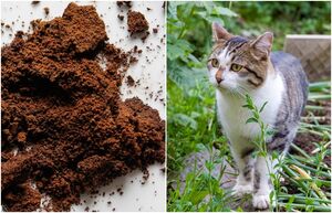 Как использовать кофейную гущу в садовничестве без вреда для растений и почвы