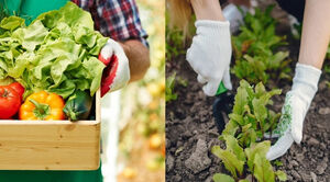 Боремся с сорняками и улучшаем почву: 8 лучших сидератов для огорода