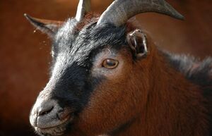 Почему у козлов и коз такие странные прямоугольные зрачки