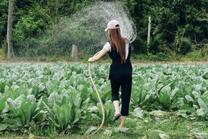 Дачные хитрости: как поливать огород, если нет водопровода