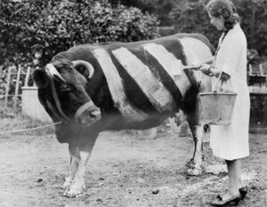 Для чего британцы в годы Второй мировой войны рисовали на коровах белые полосы