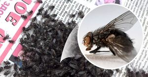 Как избавиться от мух: проверенные методы