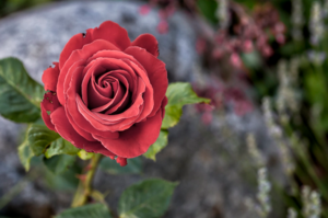 20 интересных и забавных фактов о розах