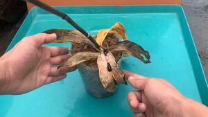 У орхидеи завяли листья и сгнили корни? Скорее реанимируйте её необычной водой