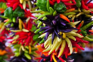 Чудо-растение кайенский перец – и приправа, и лекарство, и декор