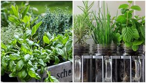 16 полезных советов по выращиванию и уходу за травами и зеленью