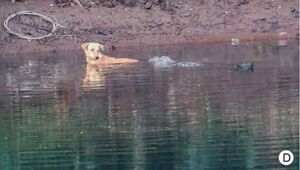 В Индии крокодилы сопроводили собаку в безопасное место вместо того, чтобы съесть её (4 фото)