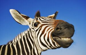 Почему за тысячи лет человек не одомашнил зебру, если она прямой родственник лошади