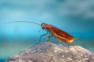 Враг не пройдёт: 6 домашних растений, которые защитят дом от тараканов