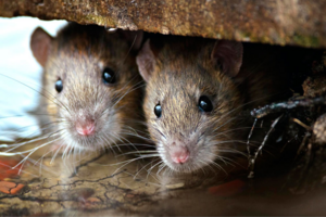 Как дешево избавиться от мышей в доме: мой рабочий способ и несколько советов