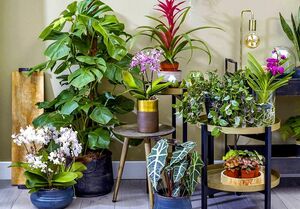 Комнатные растения, которые сложно встретить в типичной квартире. 5 экзотических экземпляров