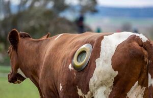 Зачем в Европе коровам делают дырки в боках