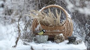 Чем зимой можно кормить снегирей, свиристелей и синиц-лазоревок?