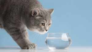 10 интересных фактов о том, как пьют кошки