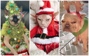 Снимите это немедленно: 20 домашних животных в ужасных новогодних костюмах — фото